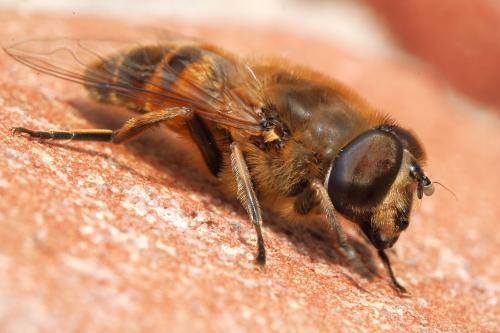 Eristalis tenax